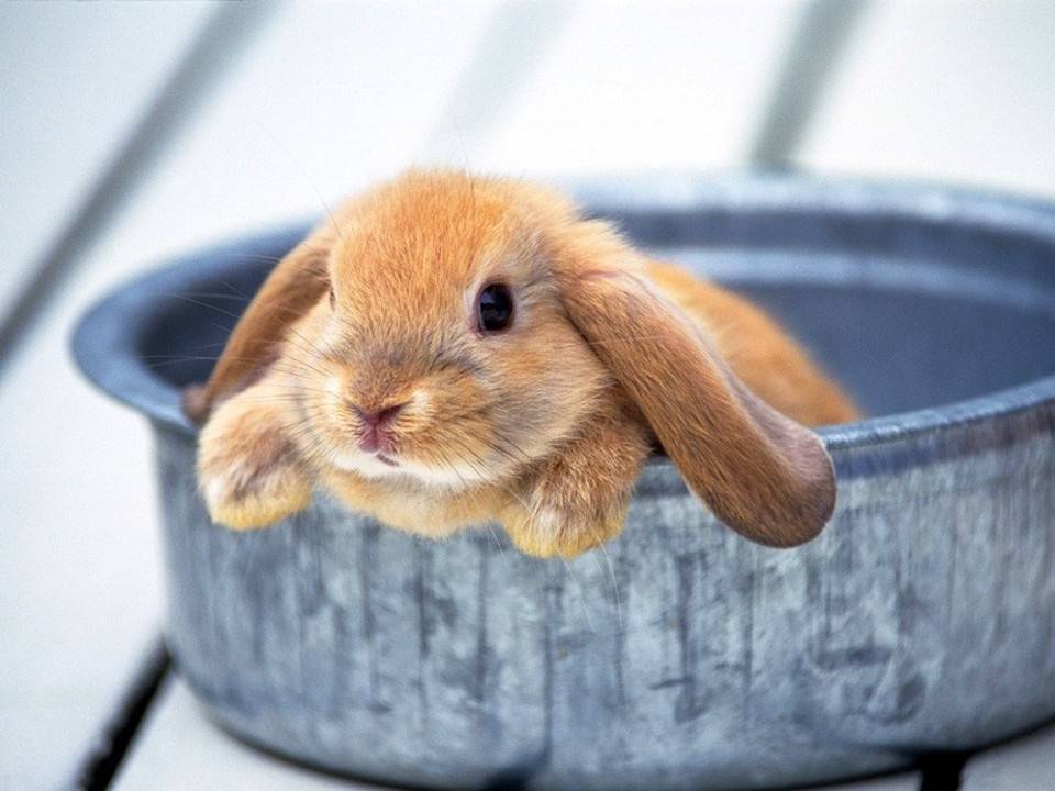 Как приучить кролика к лотку: обзор методов