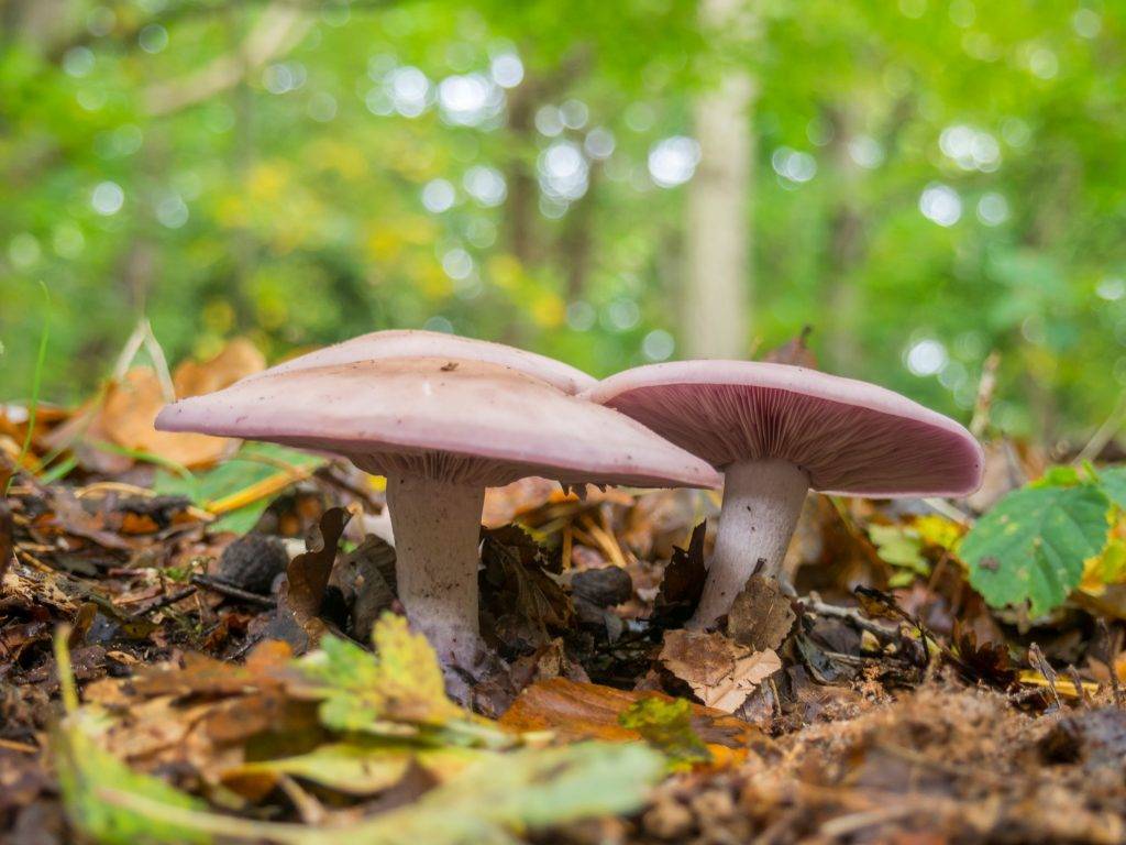 Рядовка дымчатая или говорушка серая (clitocybe nebularis): фото, описание и как готовить этот гриб