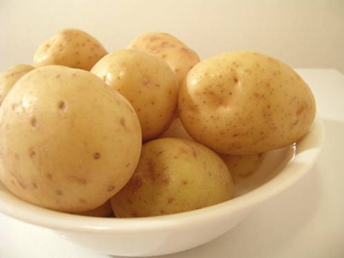 Картофель гала: описание и характеристика сорта, как выращивать в домашних условиях