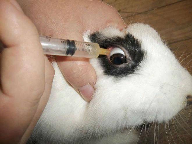 Распространённые болезни декоративных кроликов и их лечение