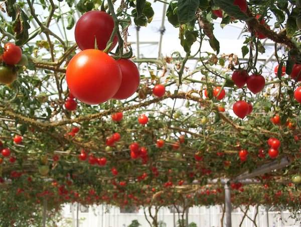 Как садить помидоры в теплице из поликарбоната