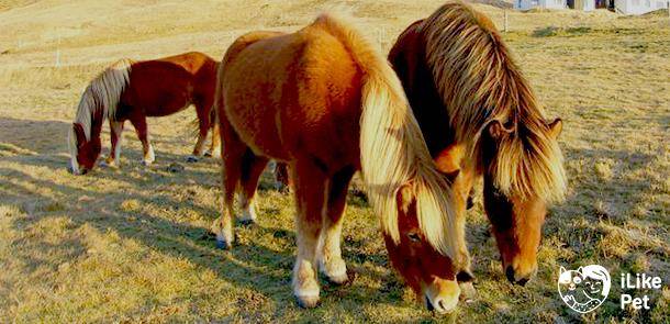 Описание лошади Исландской породы