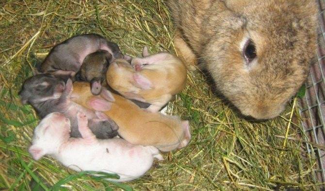Как крольчиха кормит крольчат молоком и сколько раз в день