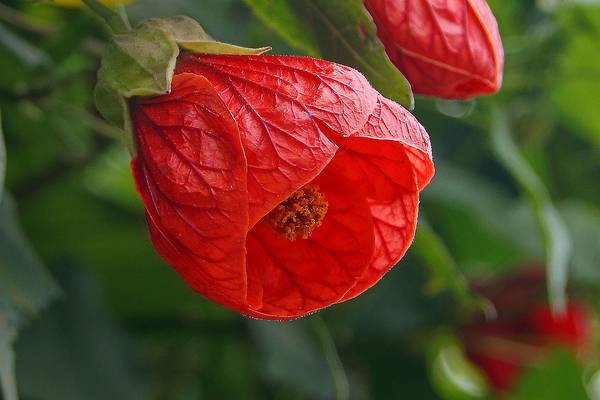 Комнатные цветы цветущие круглый год — неприхотливые и красивые растения