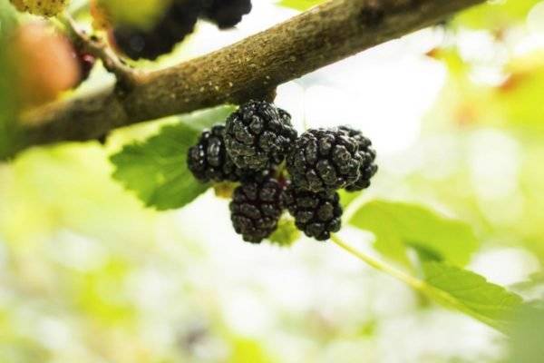 Шелковица: фото, описание сортов, полезные свойства ягод, выращивание и уход за шелковицей