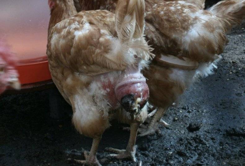 Дохнут цыплята и куры – что это за болезнь и что делать?