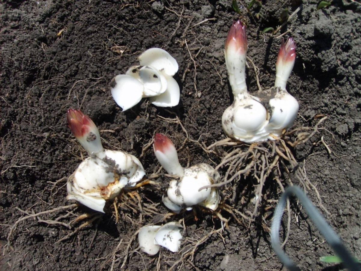 Пересадка лилий после цветения, когда выкапывать и сажать: осенью или весной