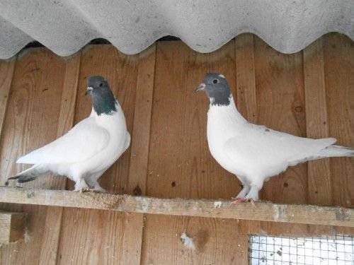 Иранские голуби: описание и отличие от персидских птиц