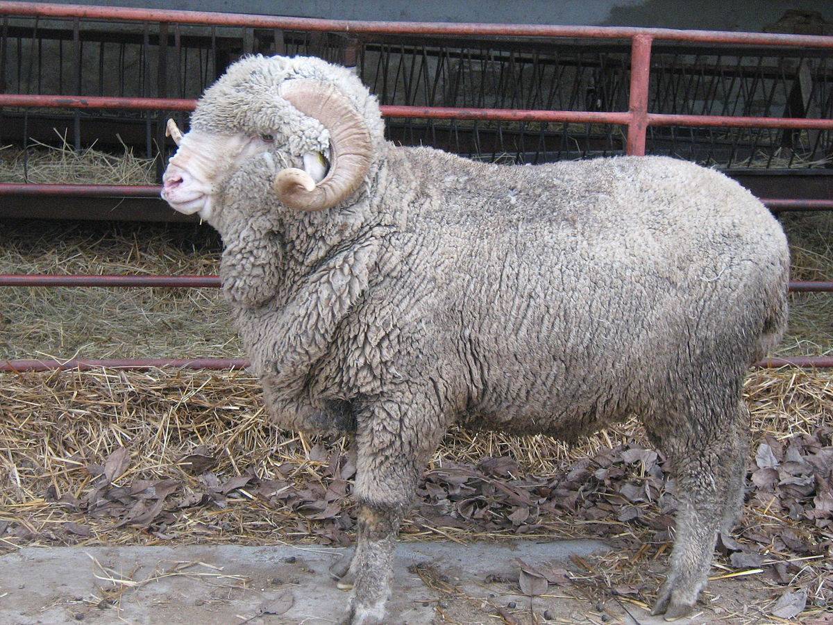 Тонкорунные породы овец: особенности содержания и разведения 2021