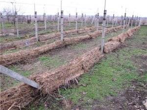 Как укрывать виноград на зиму, при какой температуре, особенности в подмосковье, средней полосе россии, в украине и других регионах
