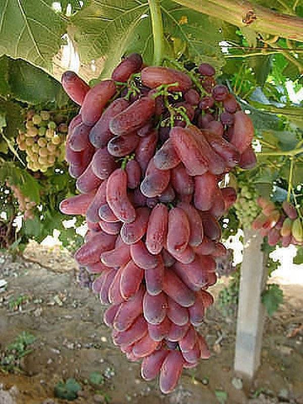 Необыкновенный сорт винограда родом из японии — «маникюр фингер»