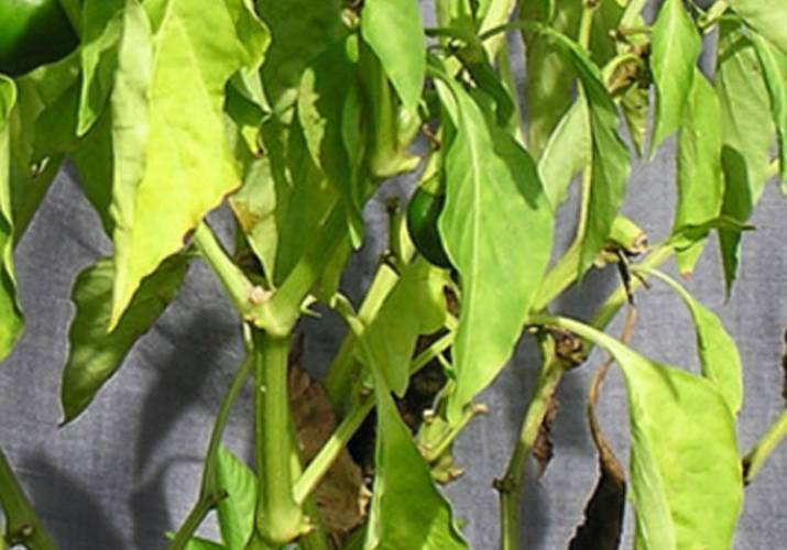 Почему у перцев желтеют листья: чем подкормить и как лечить