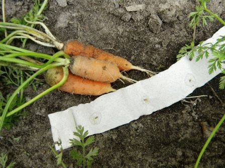 Как сажать морковь в открытый грунт семенами весной и летом: чтобы быстро взошла, пошаговая инструкция