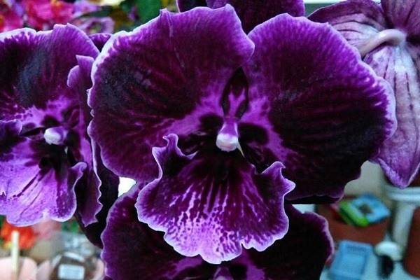 Белый фаленопсис: сорта, фото и названия сортов орхидеи, включая афродита, стюартиана, пико чип, алабастер, маунтин и ред липс, виды с однотонной губой