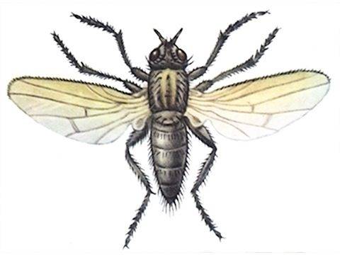 Как бороться с капустной мухой (летняя и зимняя): инсектициды и народные средства