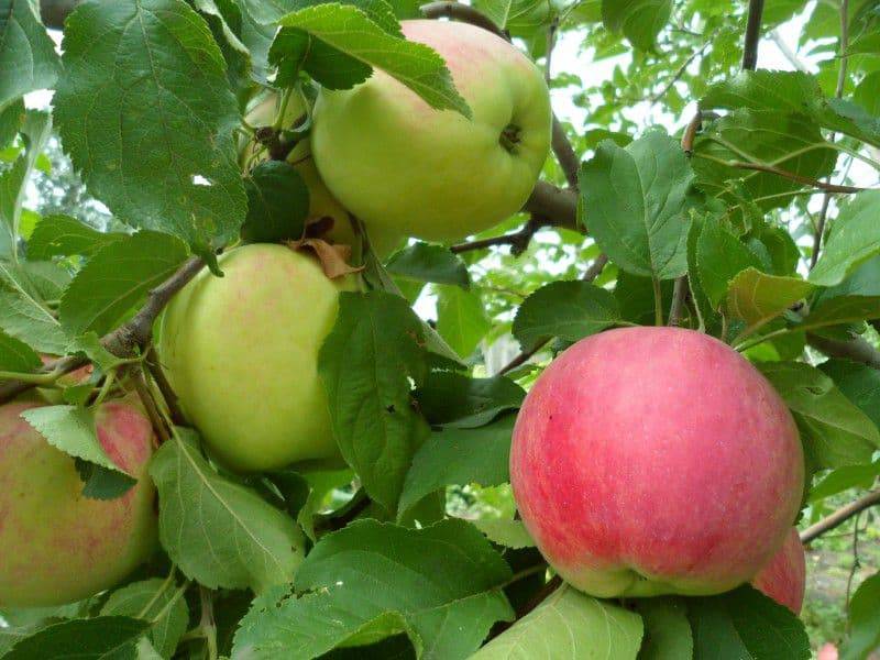 Яблоня конфетное: описание сорта, фото, отзывы садоводов