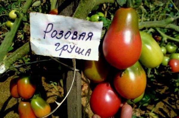 Томат розовая груша - мыдачники