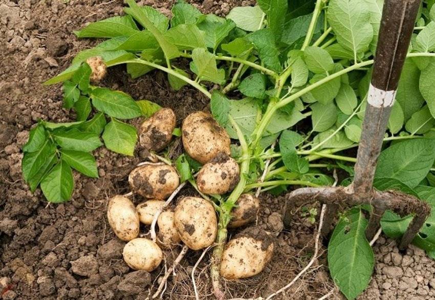 Что делать, если картофель ушел в ботву? | огородник
как быть, если выросла большая ботва у картофеля? | огородник