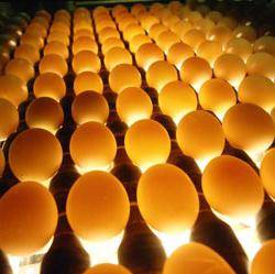Овоскопирование утиных яиц по дням: фото, видео • поэтапно