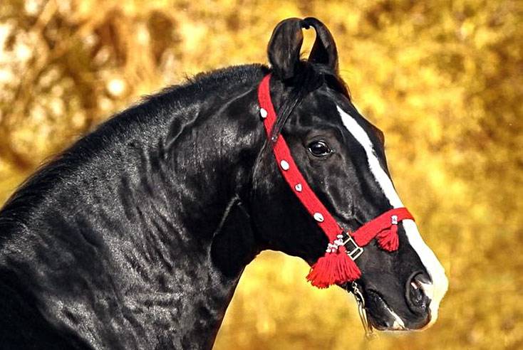 Марвари порода лошадей: характеристика, описание, история, масти, фото и видео