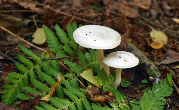 Разновидности съедобных и несъедобных грибов рядовка, полезные и вредные свойства