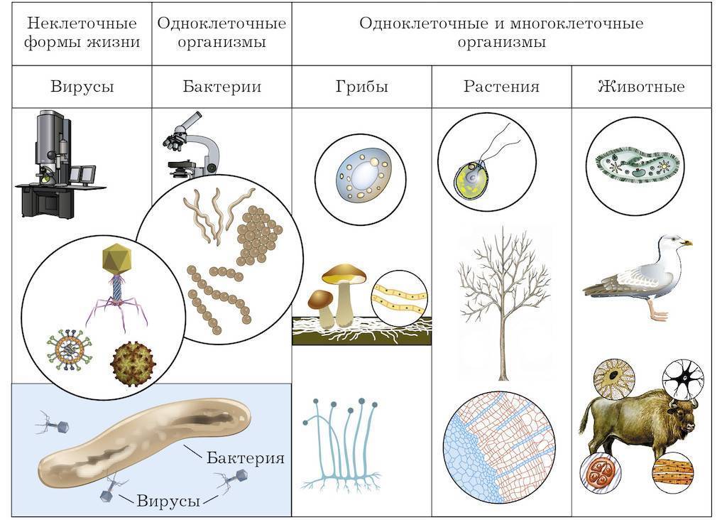 Укажите черты сходства грибов с растениями и животными - универ soloby