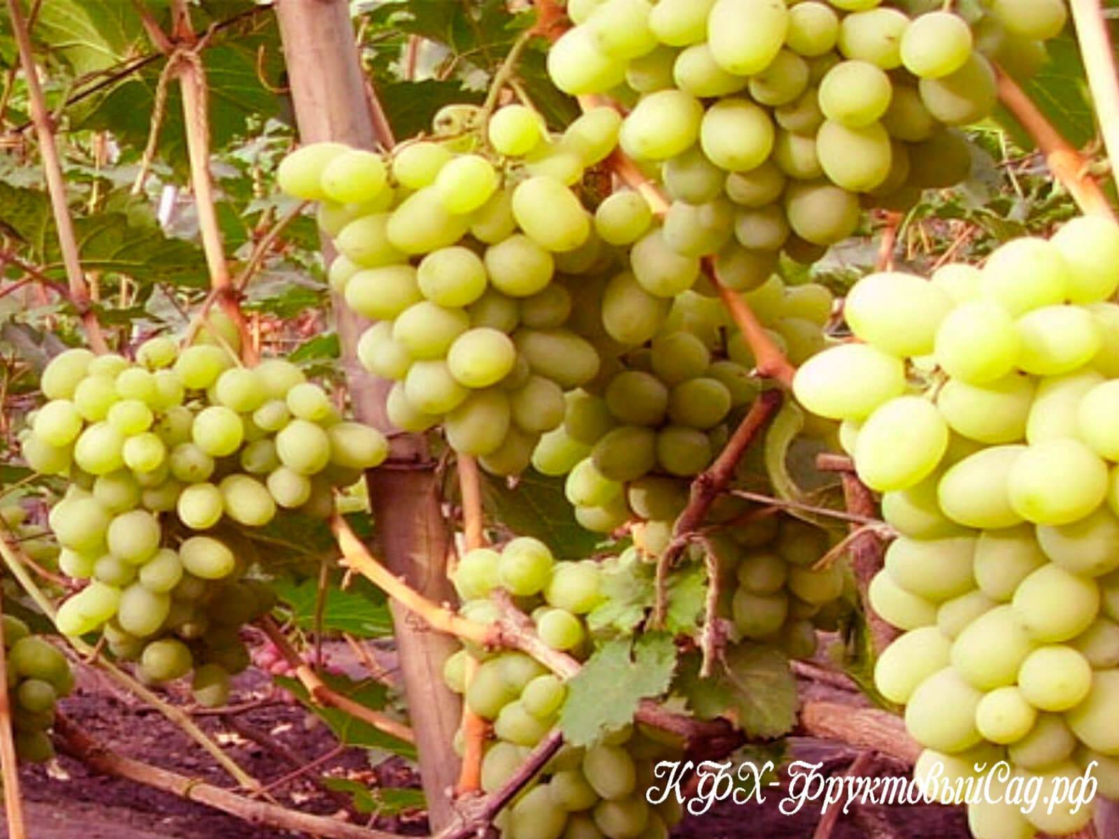 Виноград подарок запорожью: описание сорта, фото и отзывы садоводов