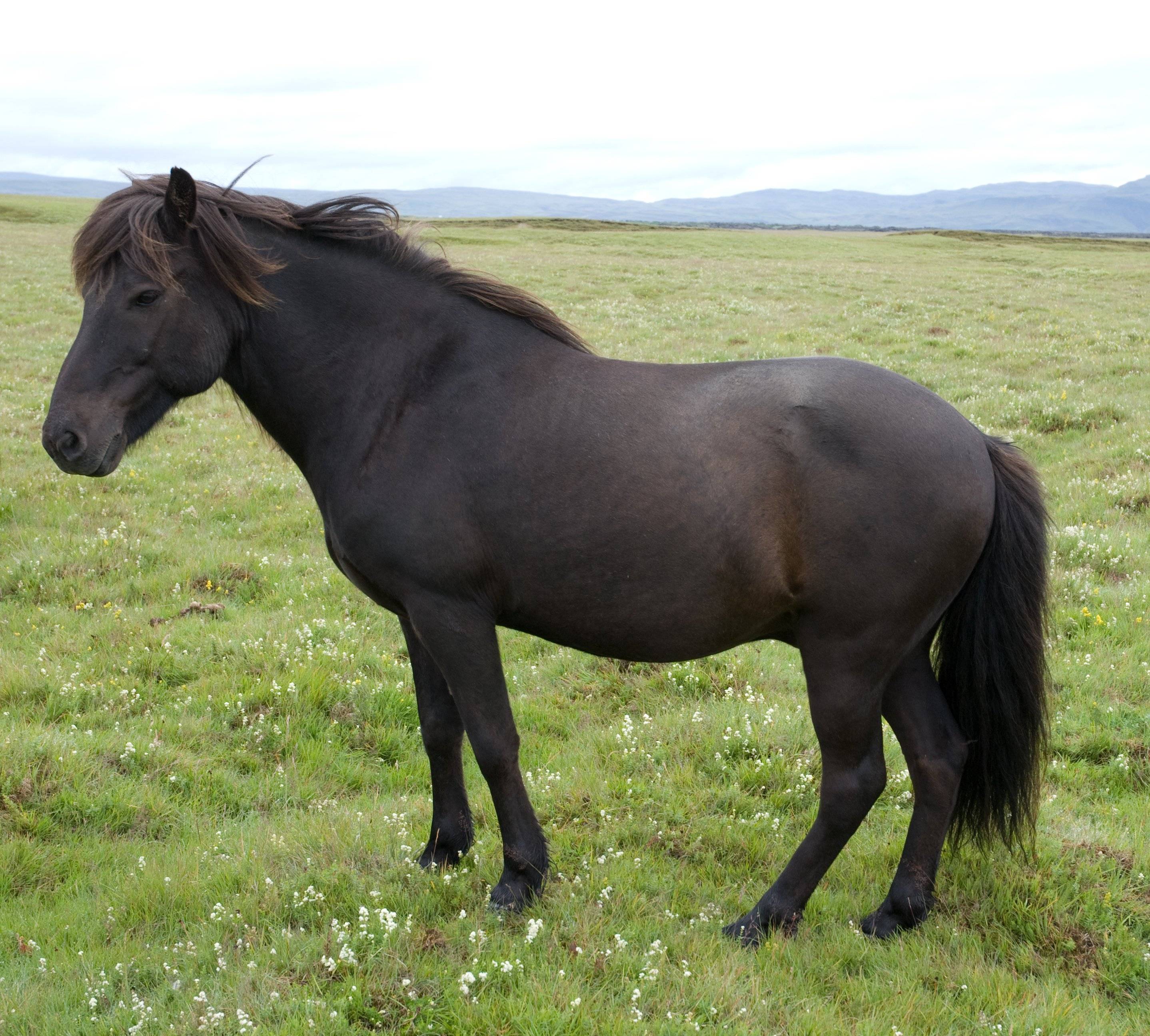 Самые красивые, экзотические и необычные породы лошадей в мире