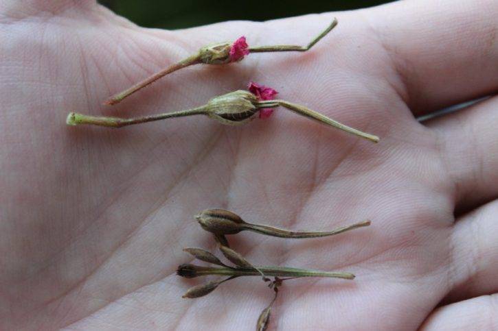 Пеларгония на рассаду: как вырастить герань из семян в домашних условиях