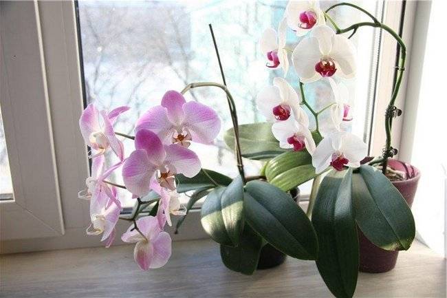 Нежные орхидеи мини: уход в домашних условиях