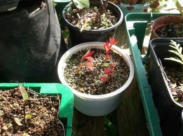 Как размножить барбарис весной, летом и осенью: черенками, отводками и семенами