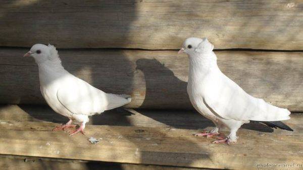 Иранские щекатые голуби: описание, фото