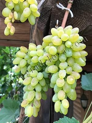 Описание сорта винограда кишмиш находка: фото и отзывы, vinograd-loza
