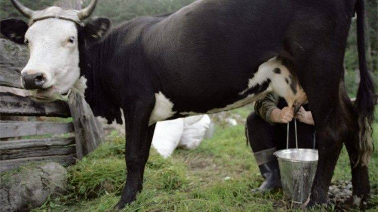 Правила кормления коров зимой: составление рациона для разных видов крс, важность использования витаминов