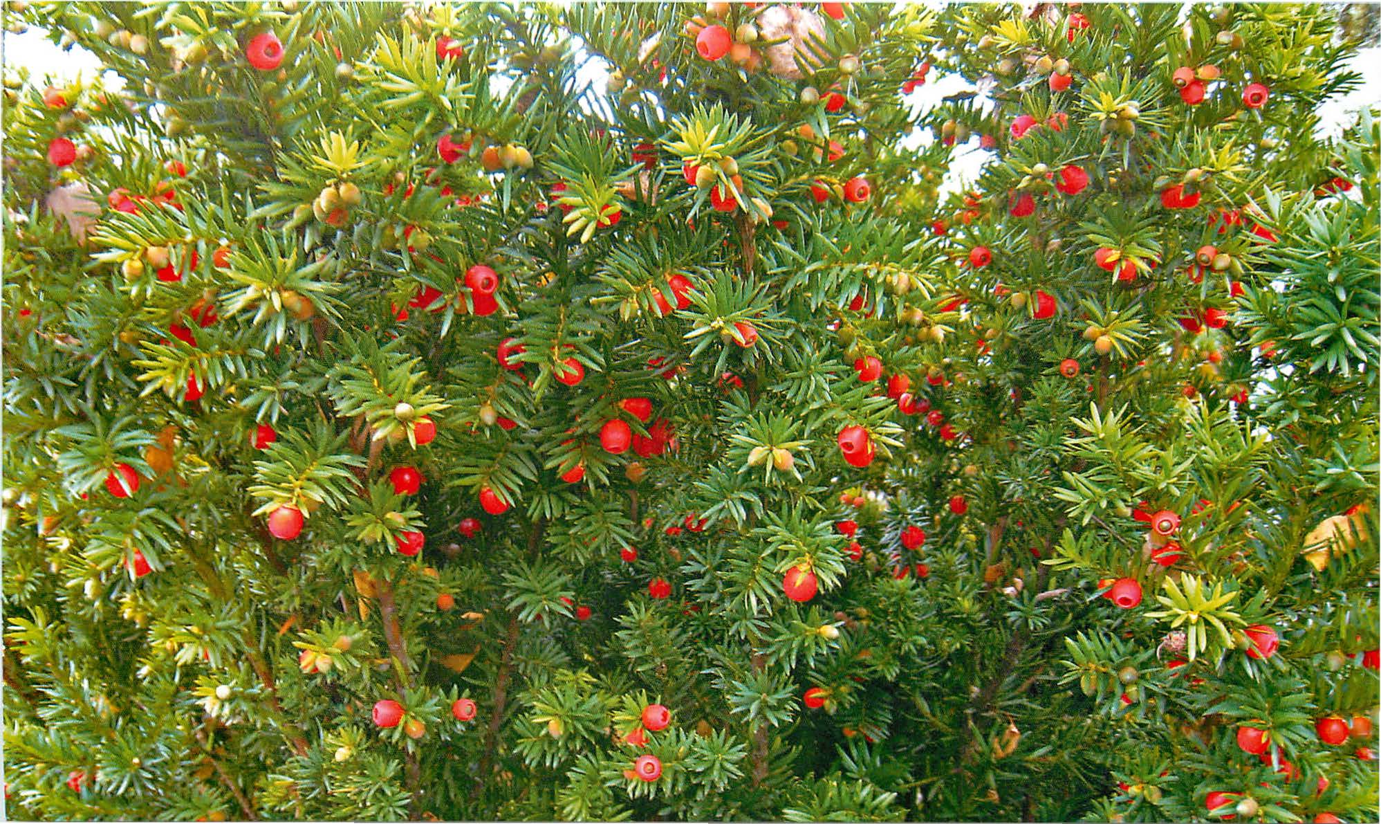 Растение тис ягодный: фото, описание видов, посадка, уход за деревьями ягодного тиса