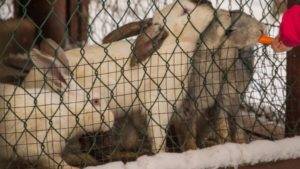 Содержание и уход за кроликами в зимнее время