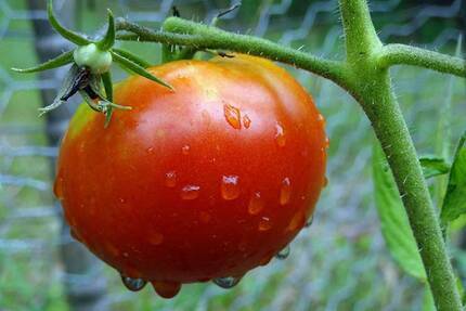 Как подкармливать томаты в период плодоношения