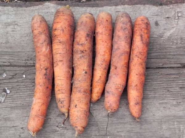 Описание сорта моркови самсон — как поднять урожайность