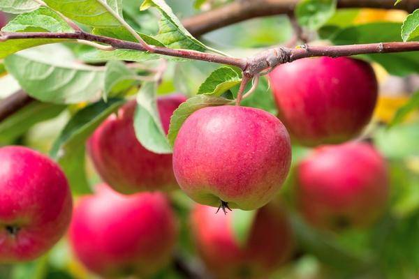 Почему плодовые деревья сбрасывают завязи и плоды