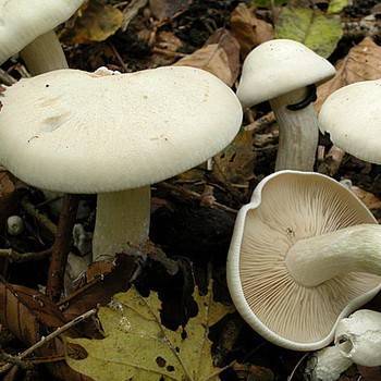 Какие грибы растут в Приморском крае