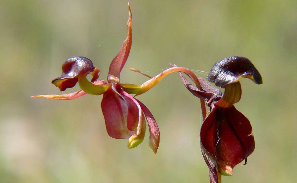 Как выглядит орхидея в горшке: фото, особенности и виды с названиями - sadovnikam.ru
