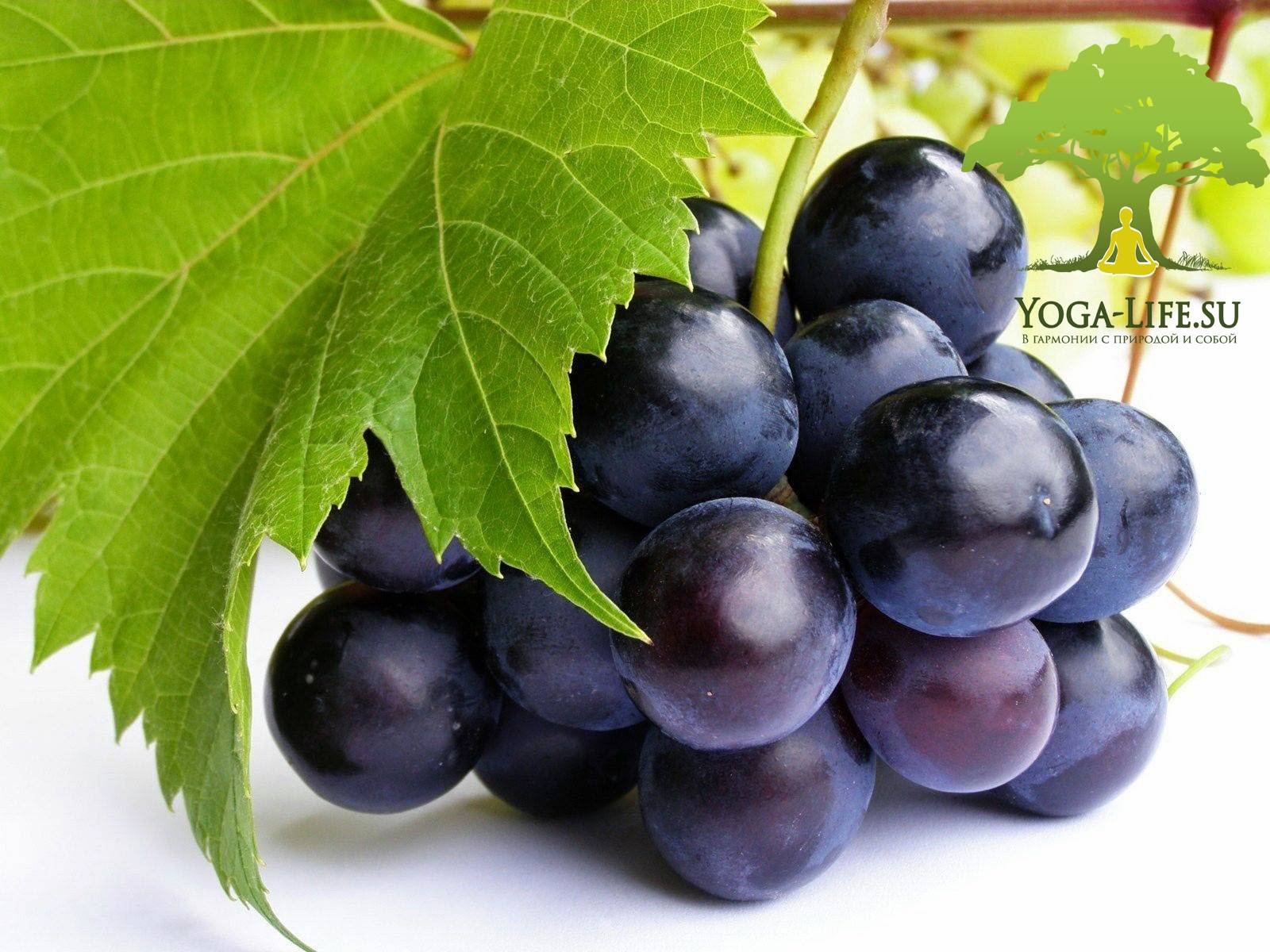 Черный виноград: чем полезен для организма