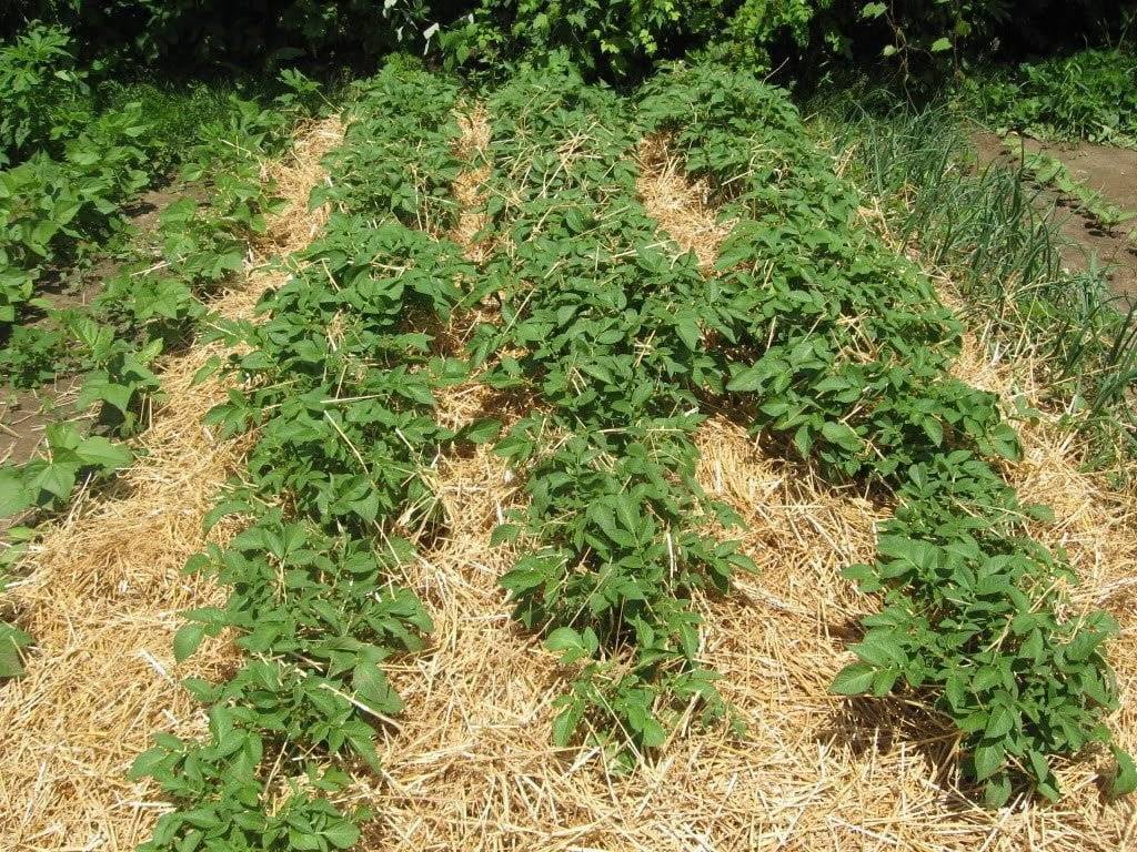 Выращивание картофеля и уход в открытом грунте
