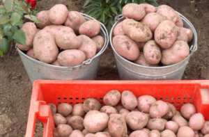 Картофель розана: описание сорта, фото, характеристика русский фермер