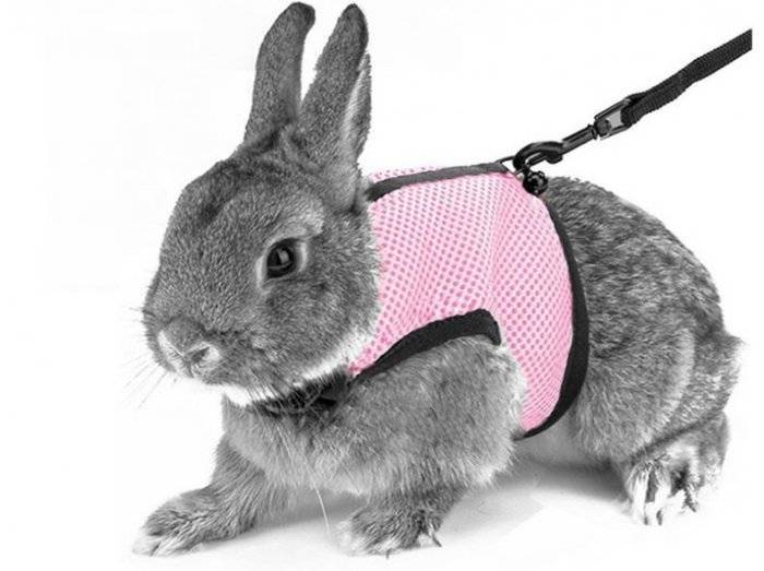 Шлейка для кролика: как одевать и как сделать своими руками?