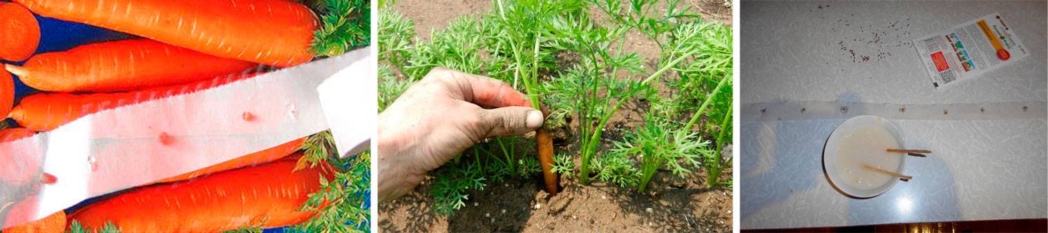 Семена моркови на туалетной бумаге: как наклеить для посадки, как сделать клей, как сажать в грунт