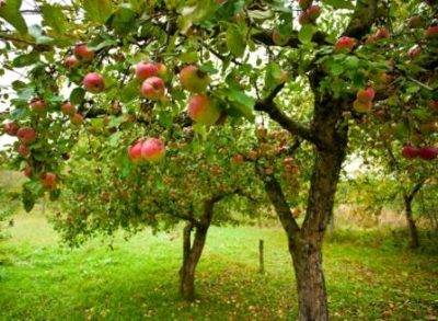 Сколько лет живет и плодоносит яблоня