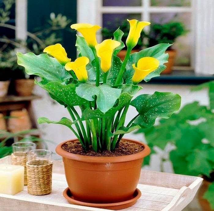 Цветок Калла (Зантедеския) — фото и уход в домашних условиях