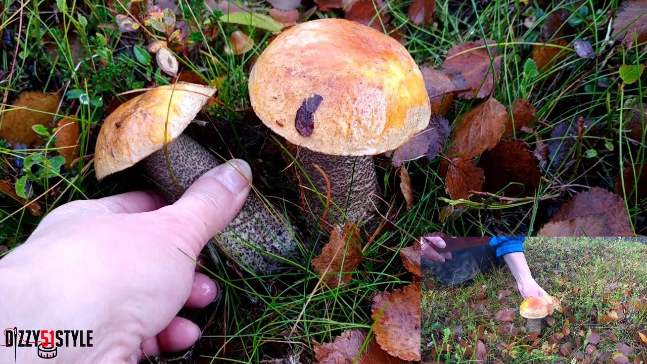Где собирать грибы в карелии и какие правила безопасности нужно соблюдать?