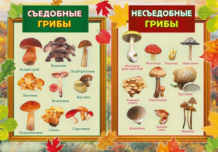 Самые ядовитые грибы в россии – список, название, описание, фото и видео  - «как и почему»